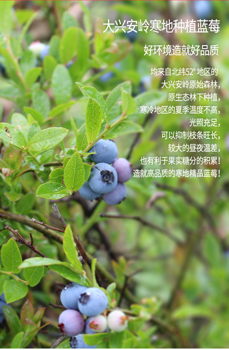 蓝莓浓缩果酱改版3_05.jpg